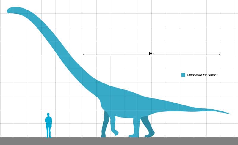 Omeisaurus size