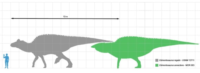 Edmontosaurus size