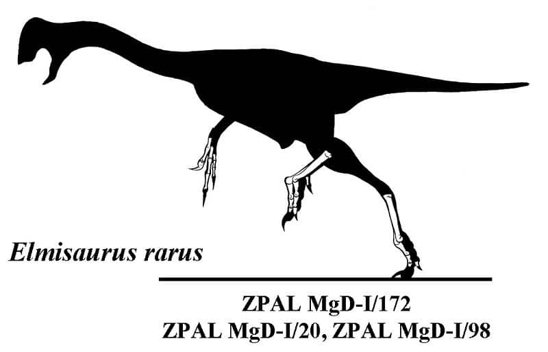 Elmisaurus dinosaur