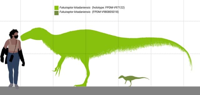 Fukuiraptor size