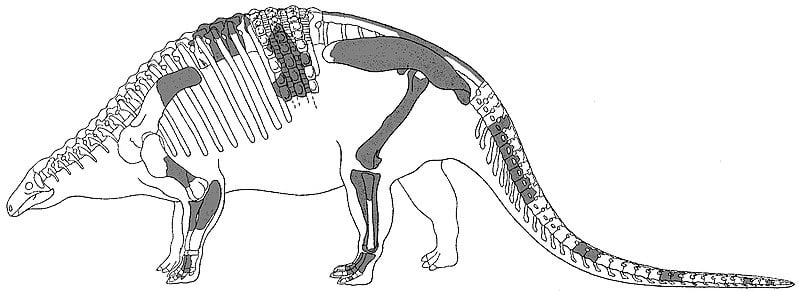 Nodosaurus textilis skeleton restoration