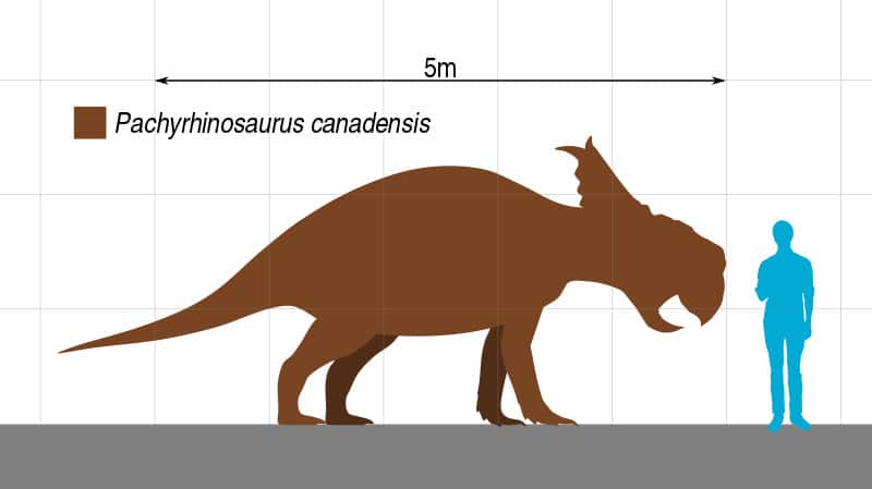 Size comparison of Pachyrhinosaurus