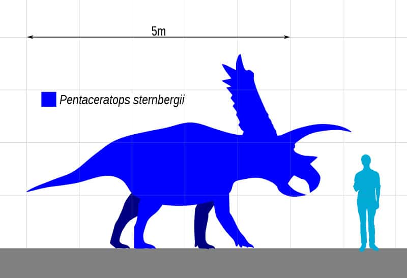 Pentaceratops size
