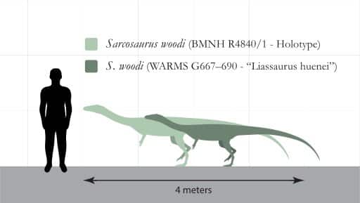 Sarcosaurus size