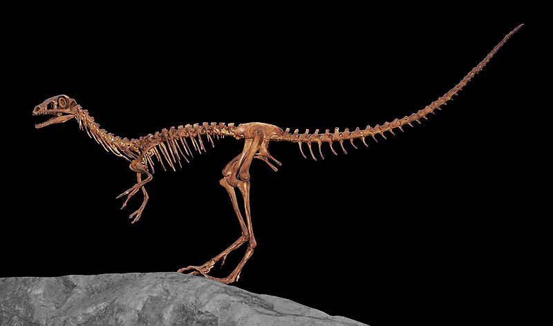 Compsognathus skeleton