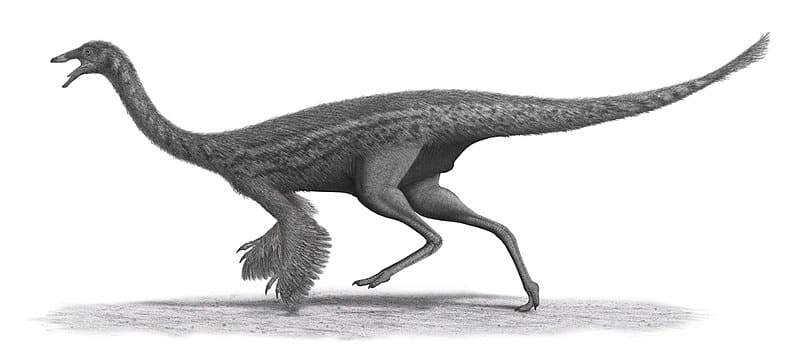 Gallimimus sinosaur