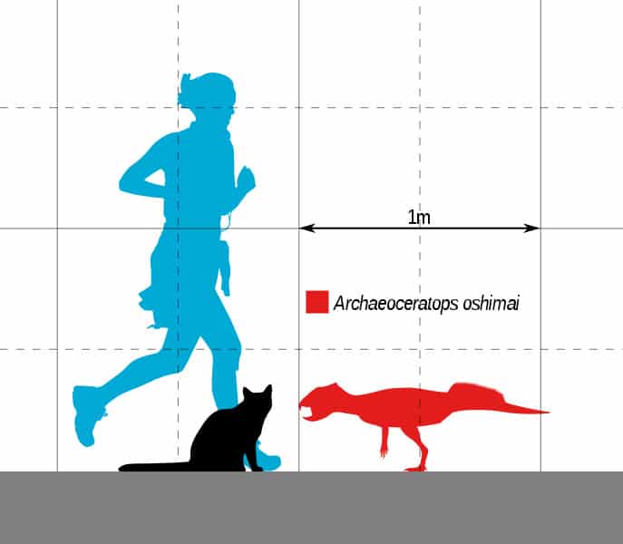 Archaeoceratops size