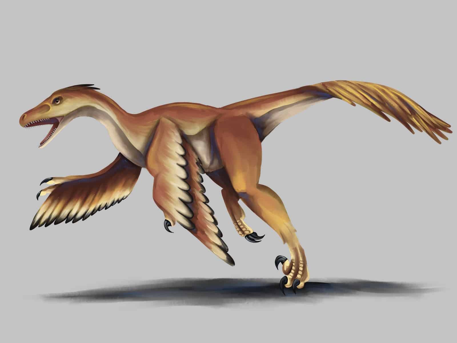 Bambiraptor illustration