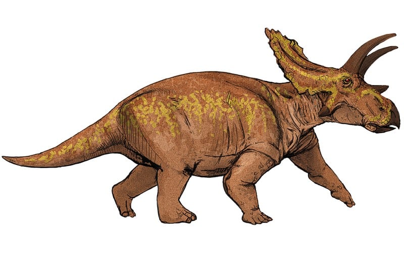 The Anchiceratops (Near Horned Face) is a fascinating herbivore dinosaur that lived in what today is Canada, around 70 to 66 million years ago.