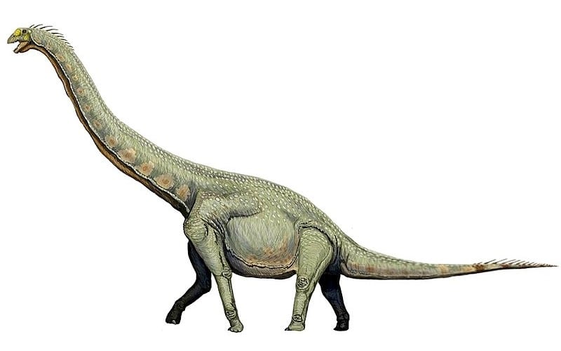 Euhelopus is a fascinating sauropod dinosaur from the Early Cretaceous period. Discover its origins, unique features, and the environment it thrived in.