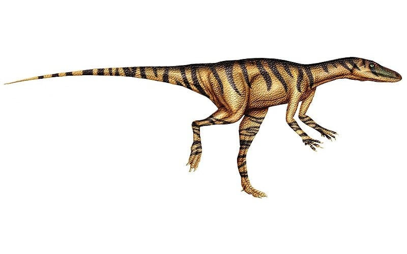 Alwalkeria was one of the first dinosaurs to roam the earth, living around 228 to 237 MYA, back when all the continents were still joined as Pangea.