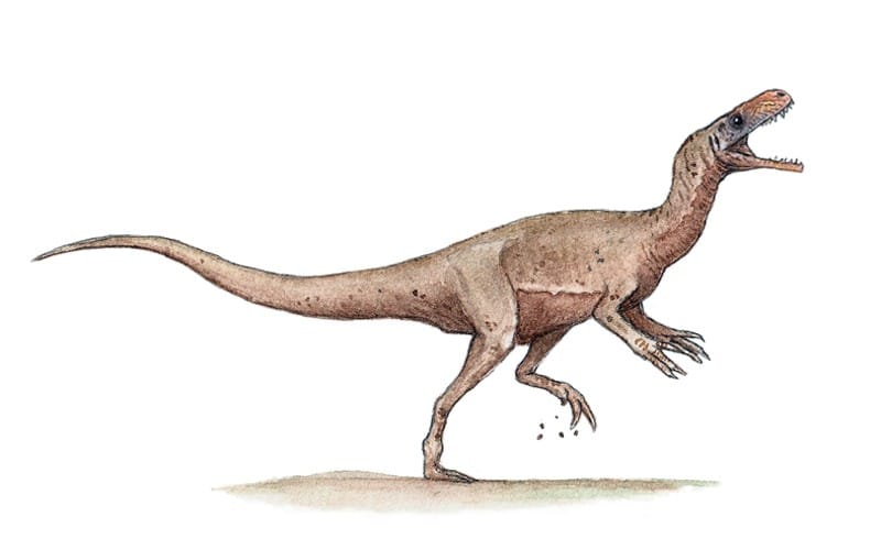Eodromaeus is a carnivorous dinosaur from the Late Triassic. Unearth its origins, taxonomy, and unique characteristics in this comprehensive guide.