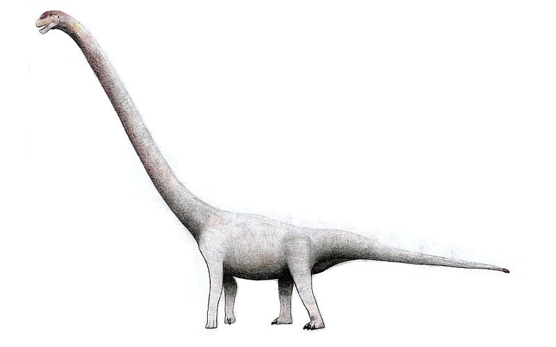Omeisaurus, a fascinating sauropod dinosaur from China's Middle Jurassic era. Discover its origins, unique features, and the environment it thrived in.