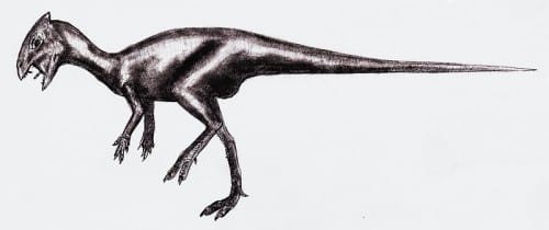 Goyocephale dinosaur
