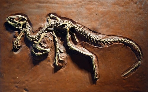 Cast of specimen SAM-PK-K1332, University of California Museum of Palaeontology