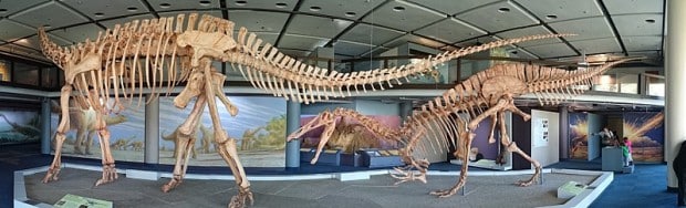 Skeletons of Jobaria (juvenile) and Suchomimus, two dinosaurs from Niger which did not coexist