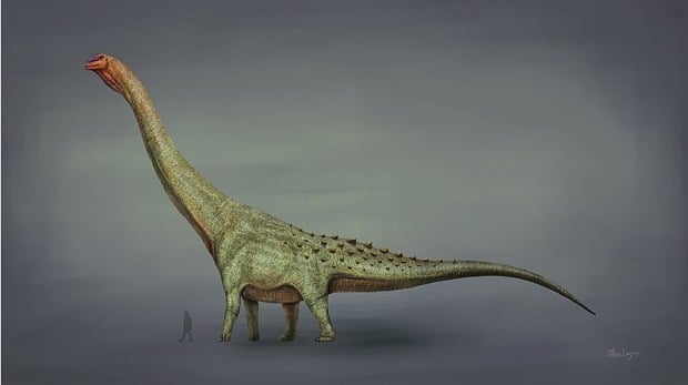 Restoration of Patagotitan, one of the largest herbivorous dinosaurs from the Late Cretaceous period. This illustration highlights the immense size of Patagotitan, with a human figure included for scale. Known for its long neck and tail, this quadrupedal dinosaur reached lengths of up to 122 feet and roamed the ancient landscapes of present-day Argentina.