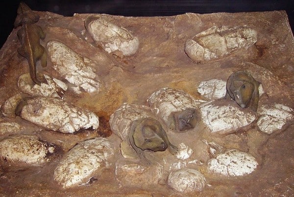 Model of Protoceratops hatchlings based on the Oviraptor nest AMNH 6508. This nest was originally thought to represent Protoceratops eggs