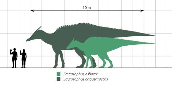 A size comparison of Saurolophus osborni, Saurolophus angustirostris and a human.