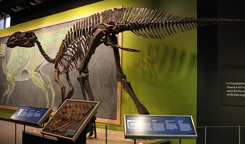 Reconstructed skeleton, Academy of Natural Sciences