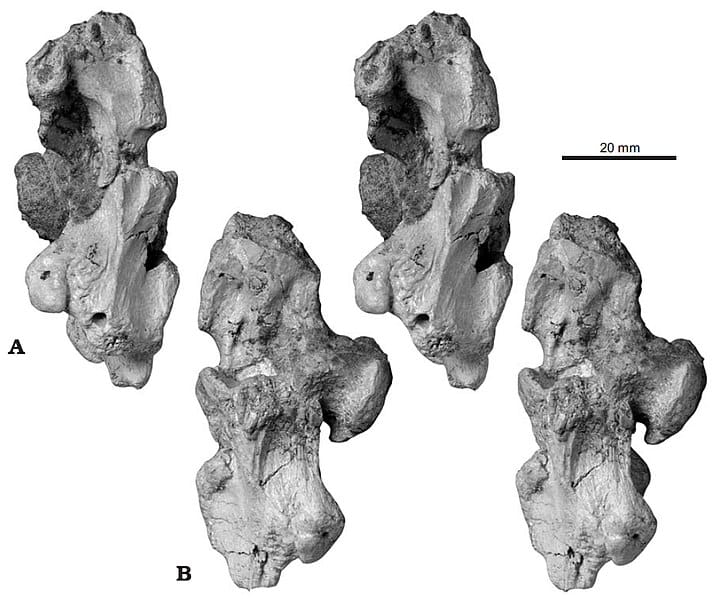The titanosaurian sauropod Lirainosaurus astibiae Sanz, Powell, Le Loeuff, Martínez, and Pereda Suberbiola, 1999 from the Late Cretaceous of Laño (northern Spain), paratypic braincase (MCNA 7439). Right lateral, left lateral, posterior, and anterior views.