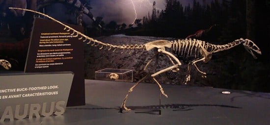 Masiakasaurus on display at the Royal Ontario Museum.