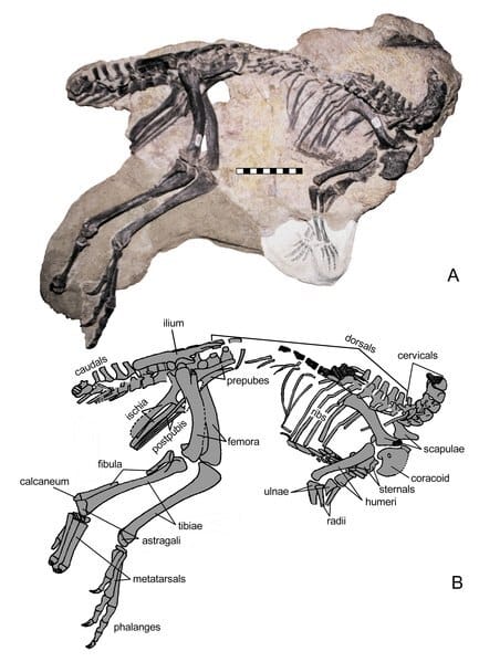 Skull-less skeleton of a juvenile Nanosaurus skeleton (BYU 163)