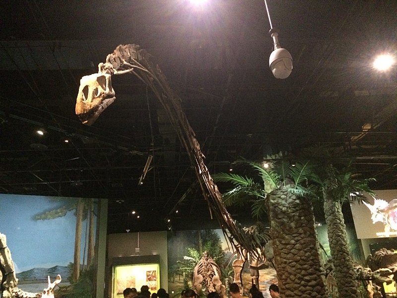 Mamenchisaurus at Tianjin Natural History Museum
