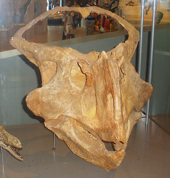 P. hellenikorhinus skull