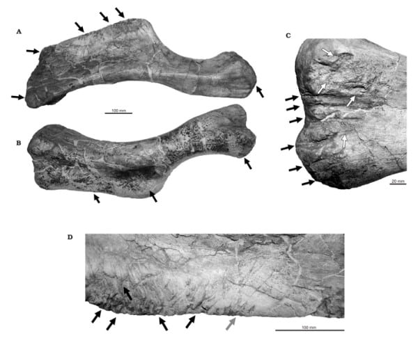 Left humerus of S. angustirostris MPC-D 100/764, showing multiple bite marks