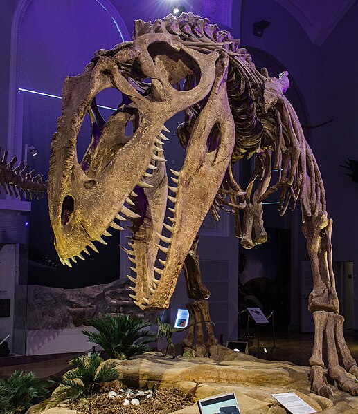 Reconstructed Giganotosaurus carolinii skeleton, Natural History Museum, Helsinki.