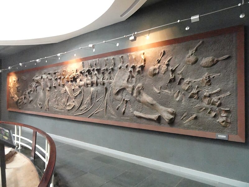 Fossil exhibit in the Kunming Natural History Museum of Zoology (昆明动物博物馆), Kunming, Yunnan, China.
