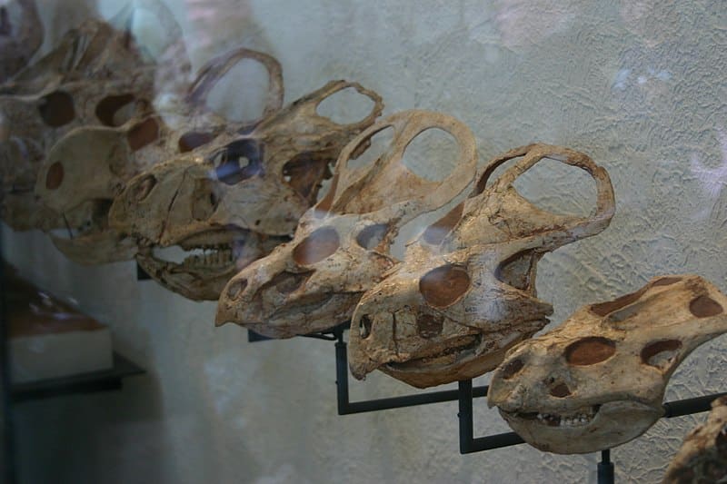 Protoceratops andrewsi, first horned-face