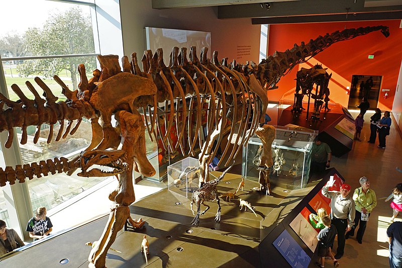 Mamenchisaurus Los Angeles, Natural History Museum