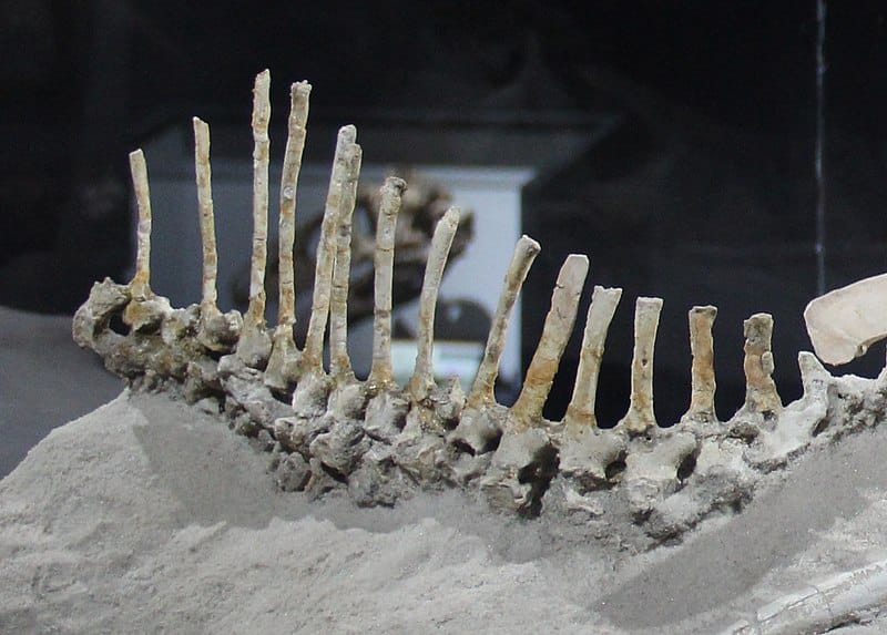 Elevated neural spines of the caudal (tail) vertebrae of an assigned Protoceratops specimen