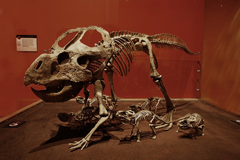 Skeletal mount of Protoceratops with juveniles