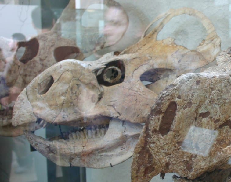 Skull of P. andrewsi AMNH 6466, preserving sclerotic ring