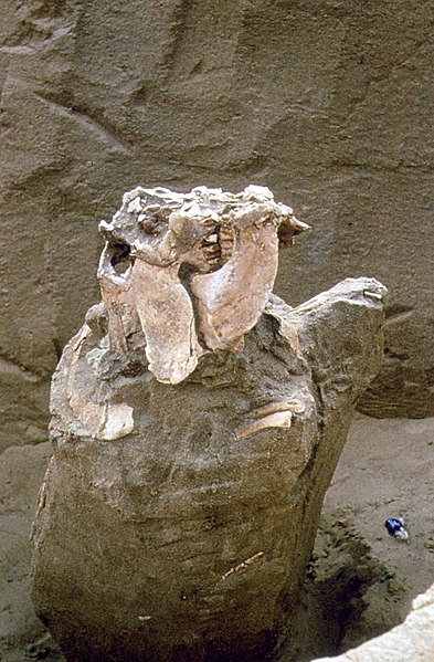Original photograph of the upper part of the Protoceratops skeleton (view 1) taken during Polish-Mongolian Paleontological Expedition to Gobi Desert known in scientific literature as 'Standing Protoceratops'