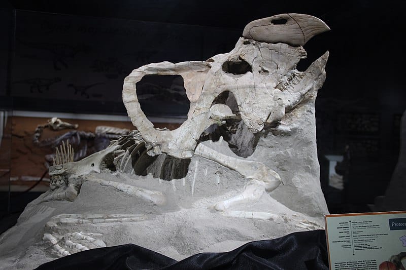 Cast of the Fox site Protoceratops, a largely bored P. andrewsi (note reconstructed rostrum)