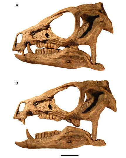 Heterodontosaurus skull in okklusion and moderate gape