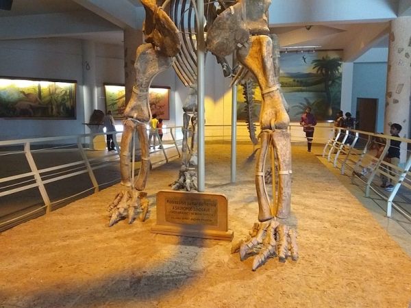 Legs of Kotasaurus