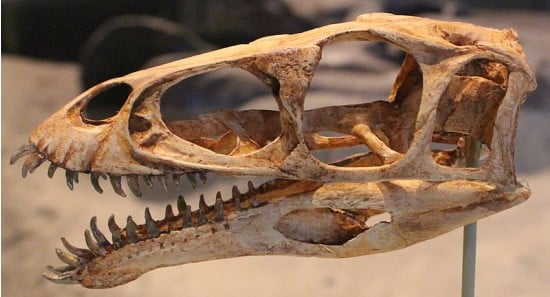 Masiakasaurus skull at FMNH