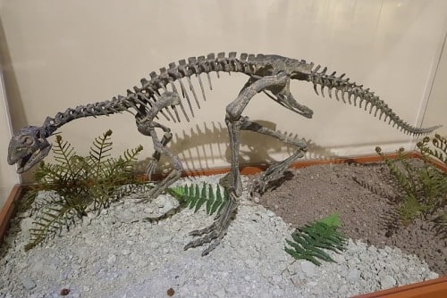 Exhibit of an Othnielosaurus skeleton in a museum, displayed in a lifelike pose among ferns. This setup highlights the agile build and lightweight frame of Othnielosaurus, a small bipedal herbivorous dinosaur from the Late Jurassic period.