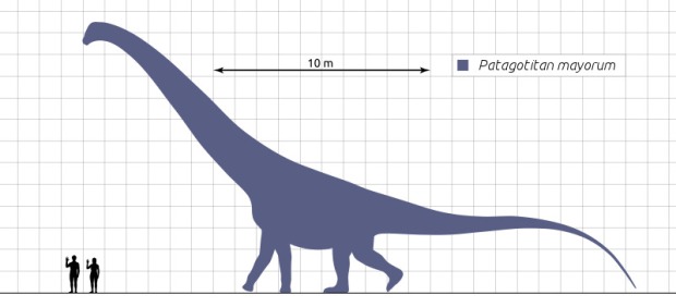 Size comparison diagram showing Patagotitan next to two human figures for scale. This illustration highlights the immense size of Patagotitan, a herbivorous dinosaur from the Late Cretaceous period, which could reach lengths of up to 122 feet. 