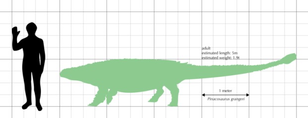 A size comparison between a human male and a Pinacosaurus grangeri specimen (size estimates by Hill et. al., 2003 and Paul, 2010).