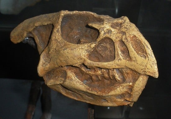 Skull cast of specimen PIN 3142/1
