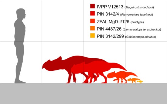 Bagaceratops specimens compared to a 1.8 m (5.9 ft) tall human