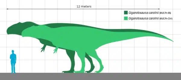 Size comparison chart showing two specimens of Giganotosaurus alongside a human figure for scale. The chart highlights the large size of Giganotosaurus, with one specimen reaching up to 12 meters in length. Giganotosaurus, a massive theropod dinosaur from the Late Cretaceous period, lived in what is now South America. The comparison emphasizes its significant size and predatory nature.