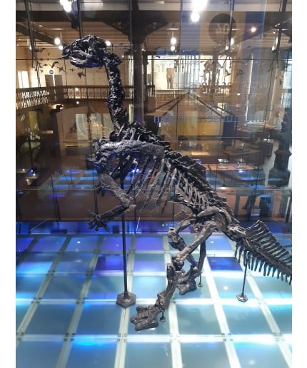 Iguanodon dinosaur skeleton