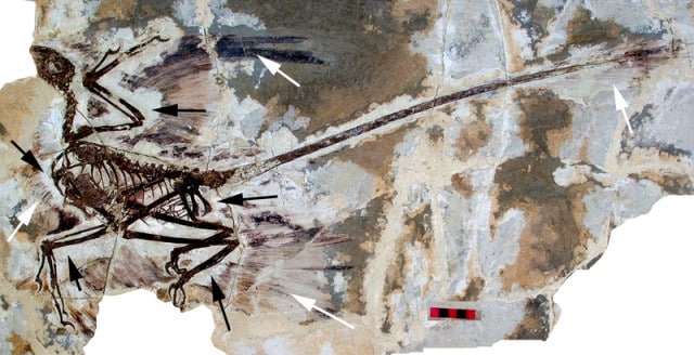Fossil specimen, with white arrows pointing at preserved feathers